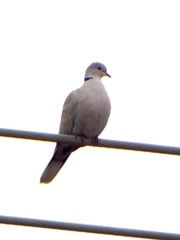 Streptopelia decaocto