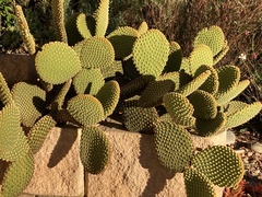 Opuntia microdasys