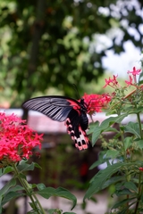 Papilio rumanzovia