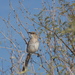 Leconte's Thrasher - Photo (c) Dominic Sherony, some rights reserved (CC BY-SA)