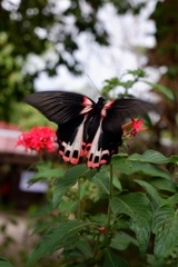 Papilio rumanzovia