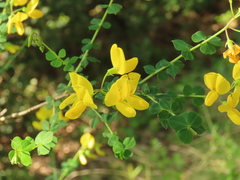 Cytisophyllum sessilifolium