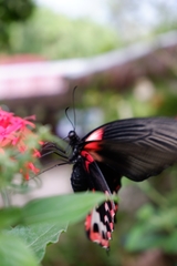 Papilio rumanzovia