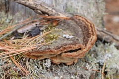 Gloeophyllum protractum