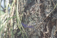 Myscelia ethusa ethusa