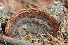 Gloeophyllum protractum