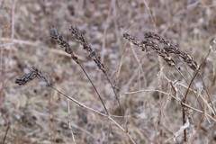 Astragalus uliginosus