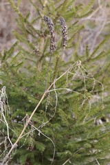 Astragalus uliginosus