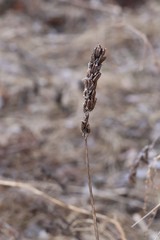 Astragalus uliginosus