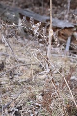 Astragalus uliginosus