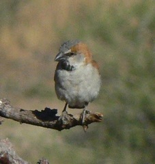 Passer motitensis