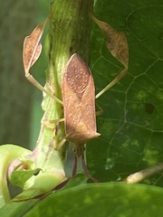 Chondrocera laticornis