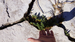 Chenolea diffusa