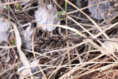 Astragalus uliginosus