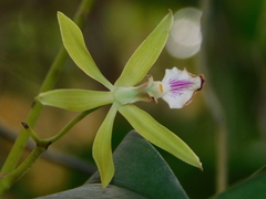 Encyclia ceratistes
