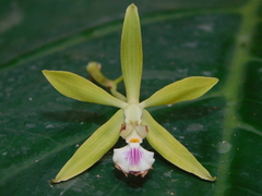 Encyclia ceratistes