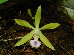 Encyclia ceratistes