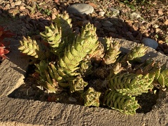 Aloe juvenna
