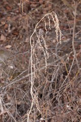 Astragalus uliginosus