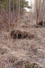 Astragalus uliginosus