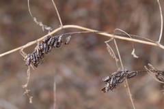 Astragalus uliginosus