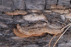 Gloeophyllum protractum