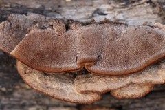 Gloeophyllum protractum