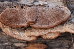 Gloeophyllum protractum