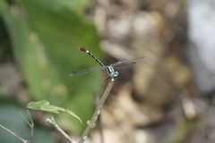 Erpetogomphus constrictor