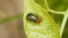 Smaragdina semiaurantiaca