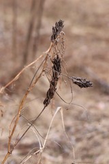 Astragalus uliginosus