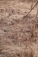 Astragalus uliginosus