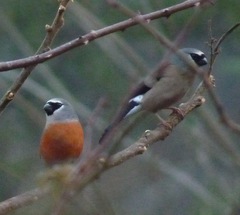 Pyrrhula erythaca