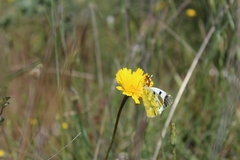 Zegris eupheme