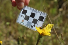 Zegris eupheme