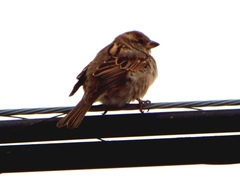 Passer domesticus