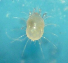 Tyrophagus