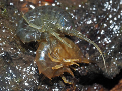 Gammarus roeselii