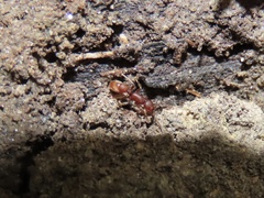 Proceratium pergandei