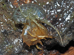 Gammarus roeselii