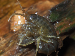 Gammarus roeselii