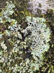 Physconia leucoleiptes