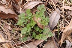 Corydalis capnoides