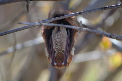 Eastern Red Bat photographed in Connecticut