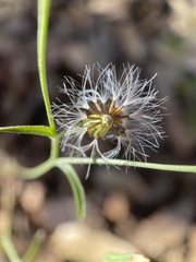 Malacothrix stebbinsii