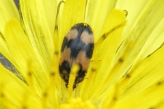 Attagenus bifasciatus