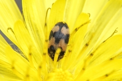 Attagenus bifasciatus