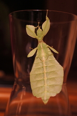 Phylliidae