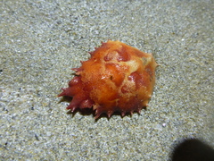 Schizophrys rufescens