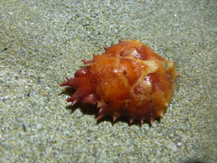 Schizophrys rufescens